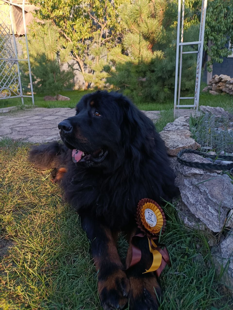 Щенки Тибетского мастифа