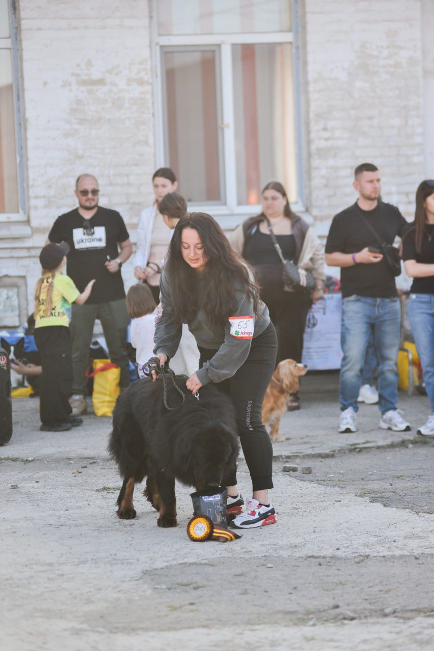 Щенки Тибетского мастифа