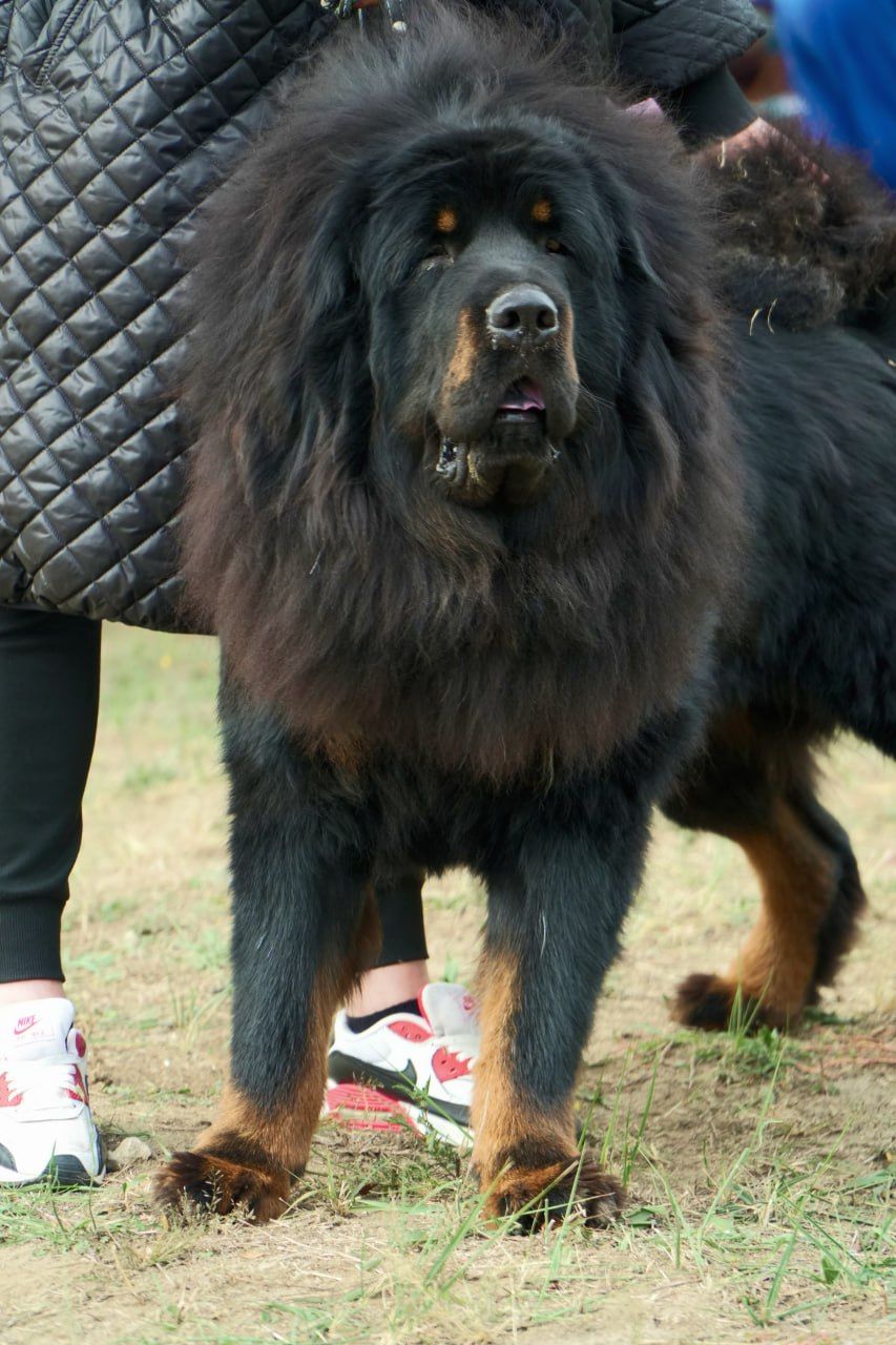 Щенки Тибетского мастифа