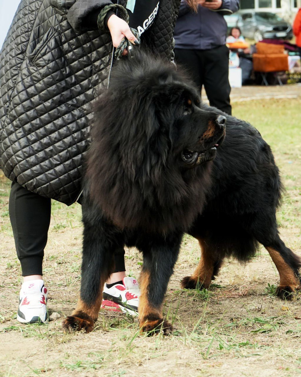 Щенки Тибетского мастифа