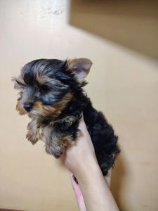 Щенки йоршинського тер'єру