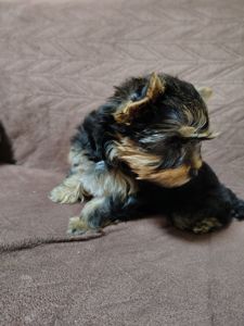 Щенки йоршинського тер'єру