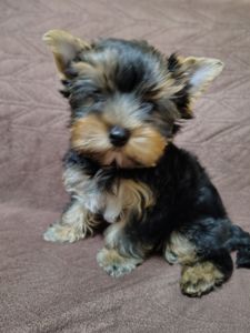 Щенки йоршинського тер'єру