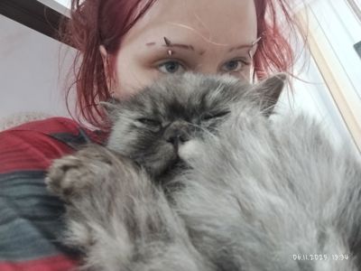 отдам кошечку