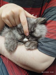 отдам кошечку