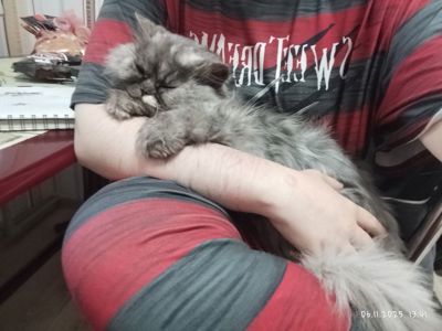 отдам кошечку