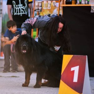 Щенки Тибетского мастифа