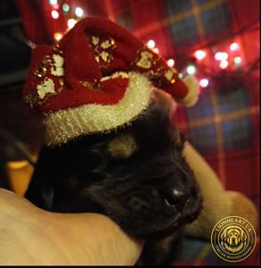 Щенки Тибетского мастифа