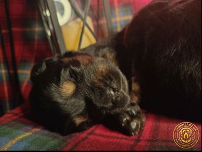 Щенки Тибетского мастифа