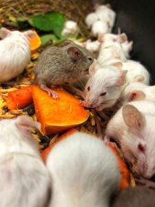 Щури та миші