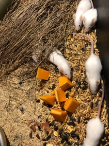 Щури та миші