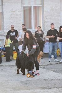 Щенки Тибетского мастифа