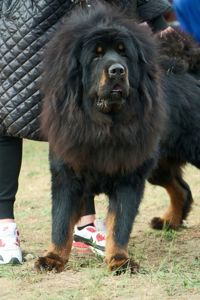 Щенки Тибетского мастифа