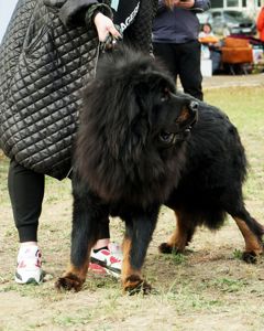 Щенки Тибетского мастифа