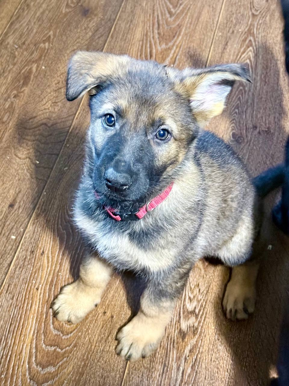 Цуценята німецької вівчарки