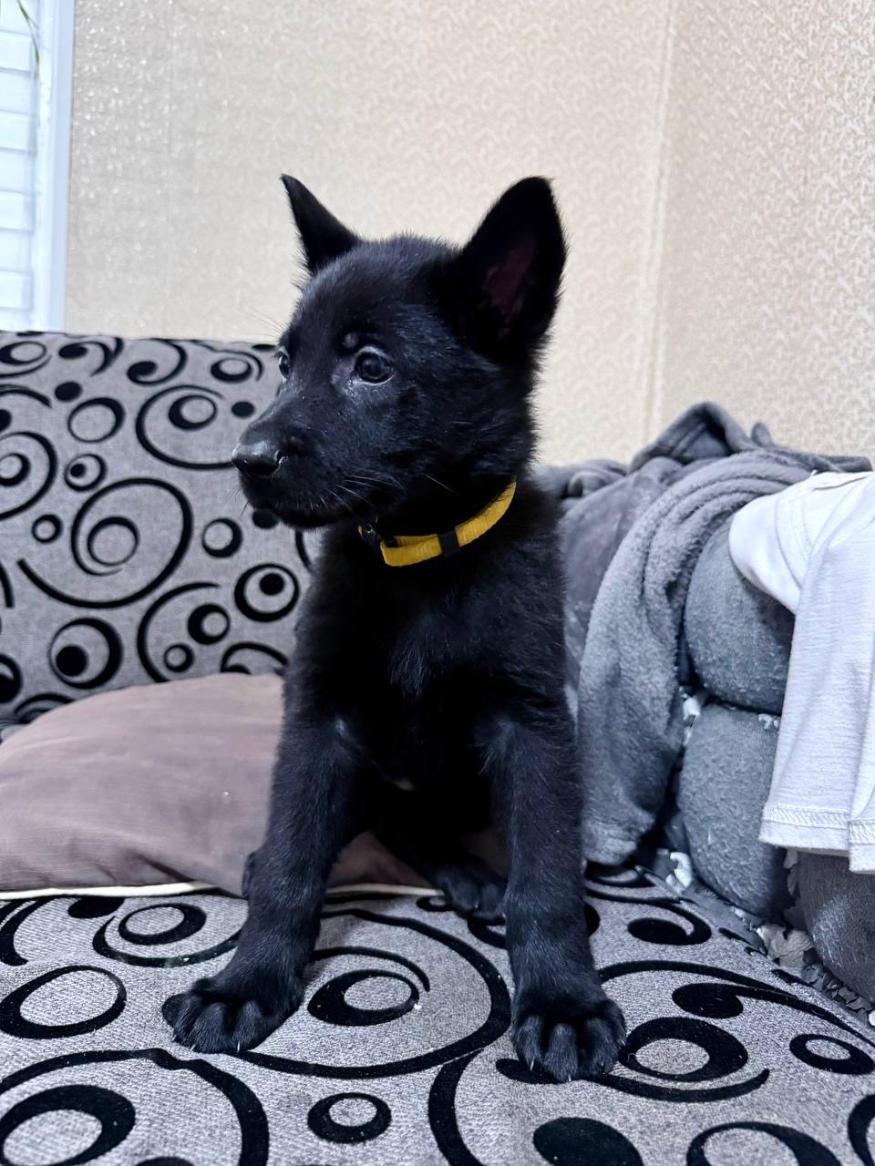 Цуценята німецької вівчарки