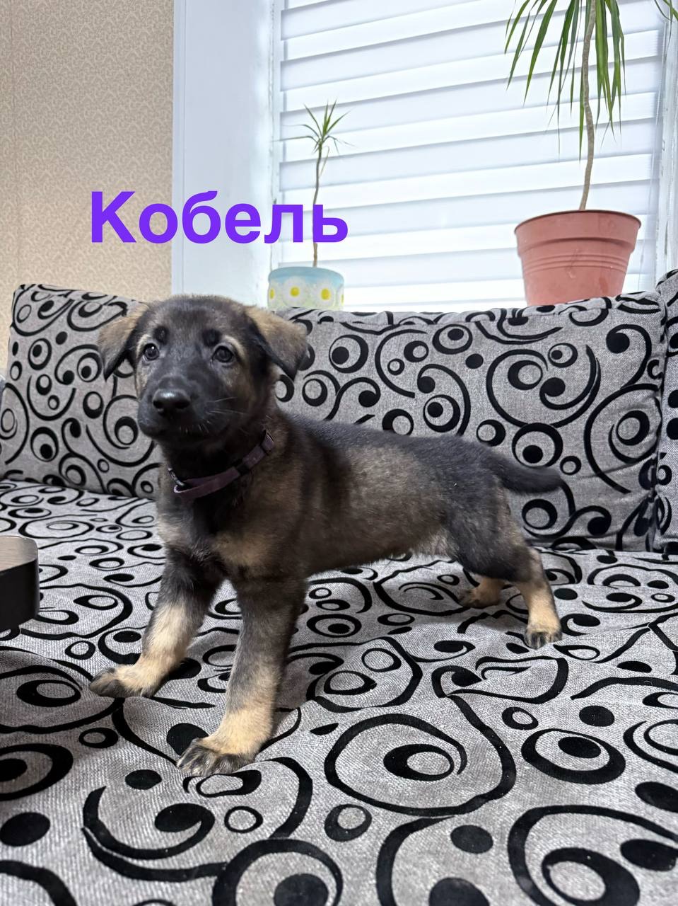 Цуценята німецької вівчарки