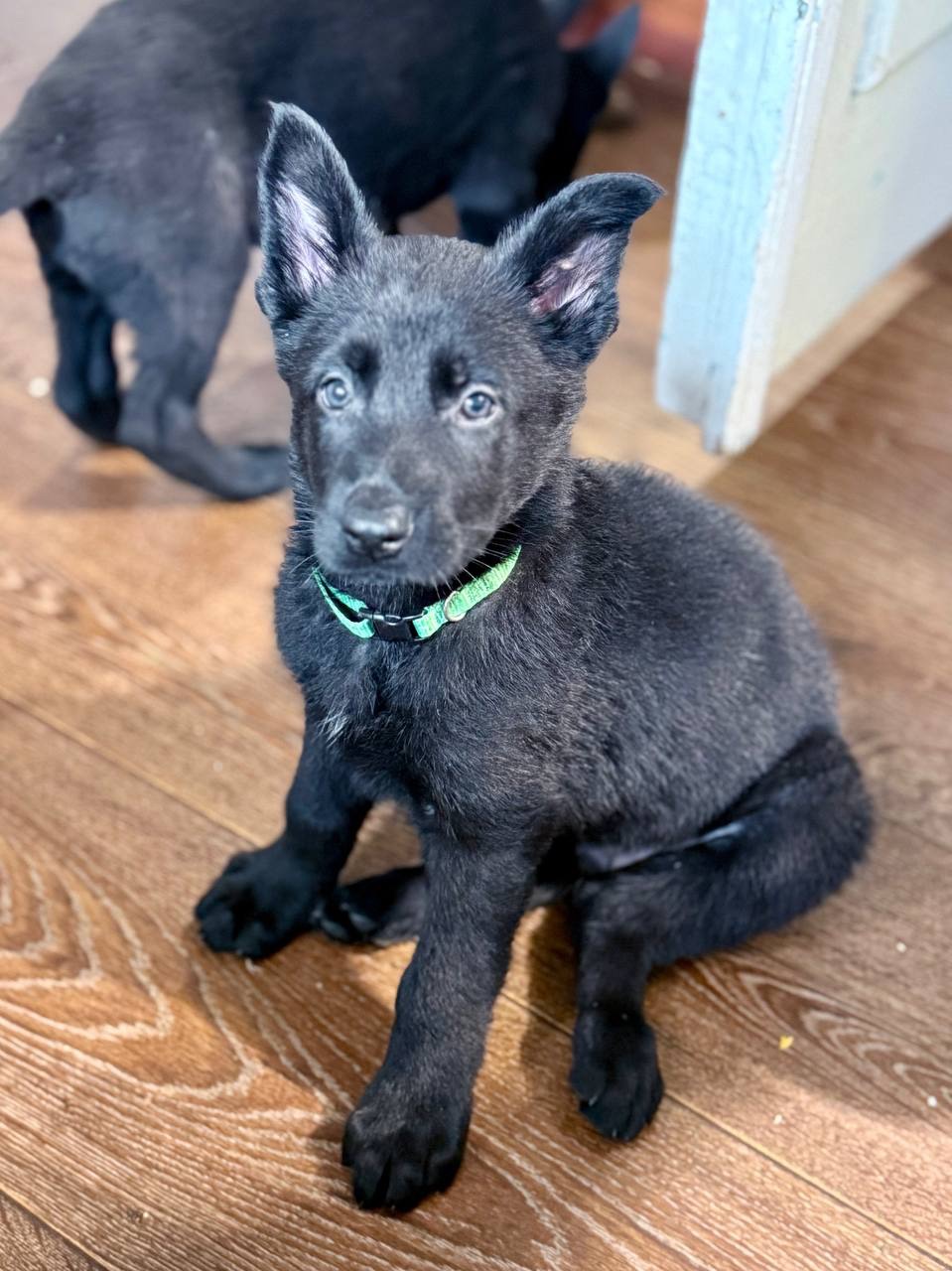 Цуценята німецької вівчарки