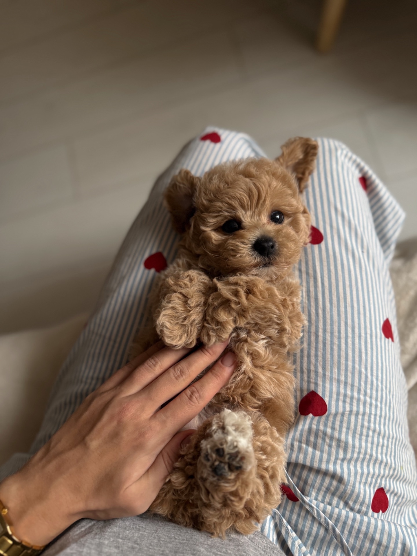 Мальтипу преміум цуценята