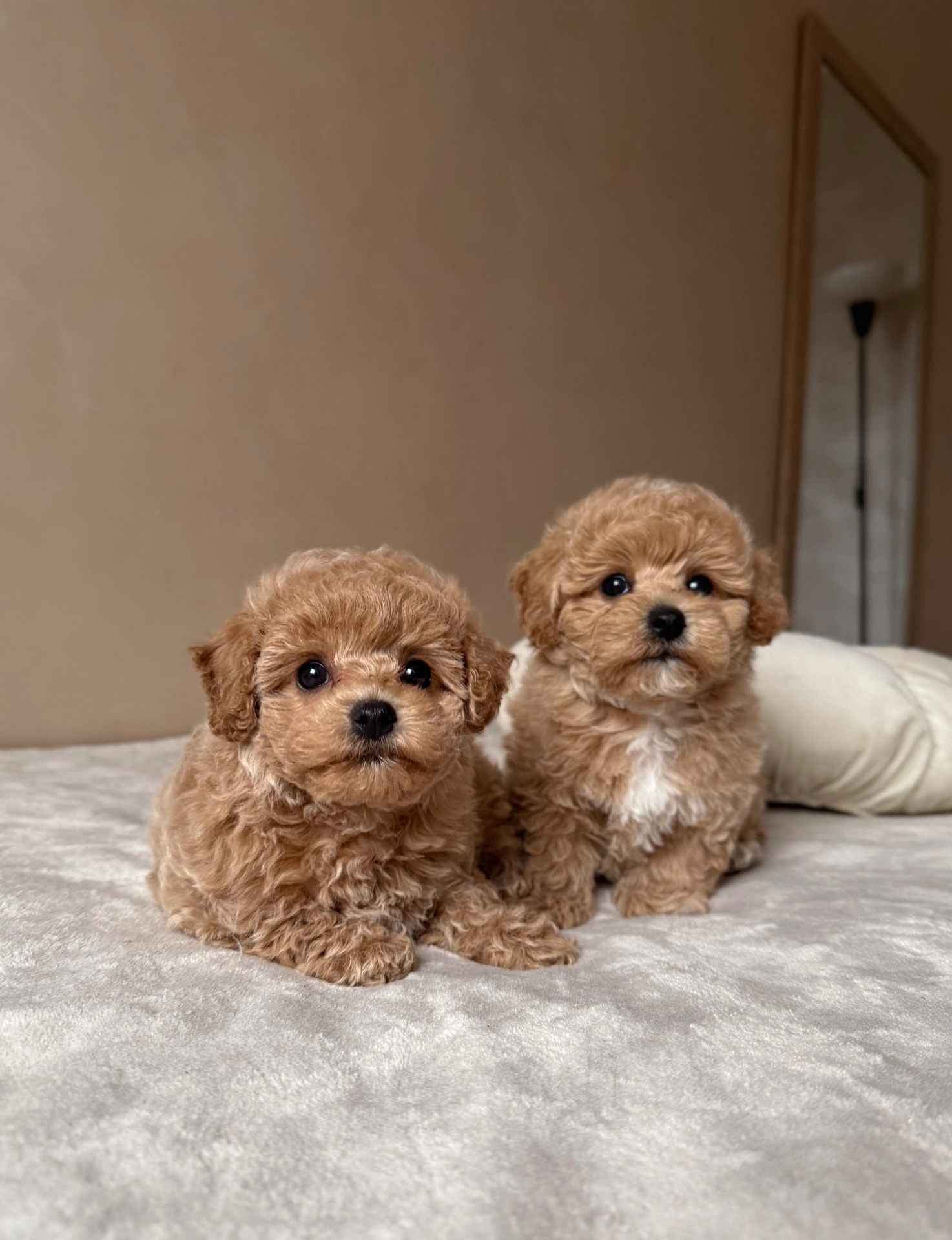 Мальтипу преміум цуценята