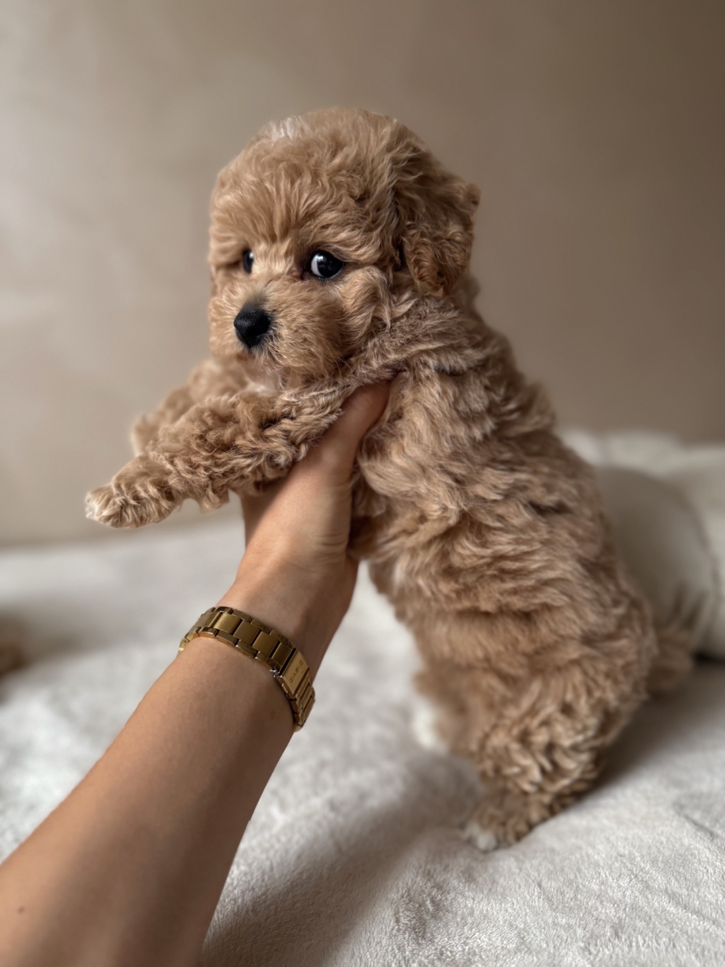 Мальтипу преміум цуценята