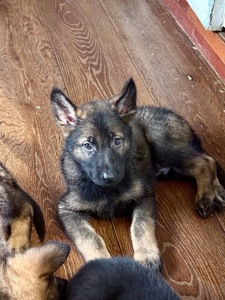 Цуценята німецької вівчарки