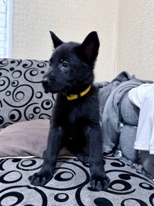 Цуценята німецької вівчарки