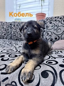 Цуценята німецької вівчарки