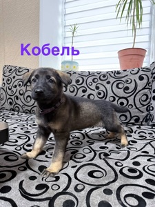 Цуценята німецької вівчарки