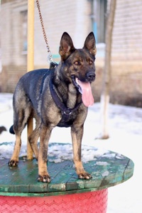 Цуценята німецької вівчарки