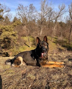 Цуценята німецької вівчарки