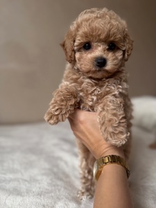 Мальтипу преміум цуценята