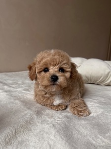 Мальтипу преміум цуценята