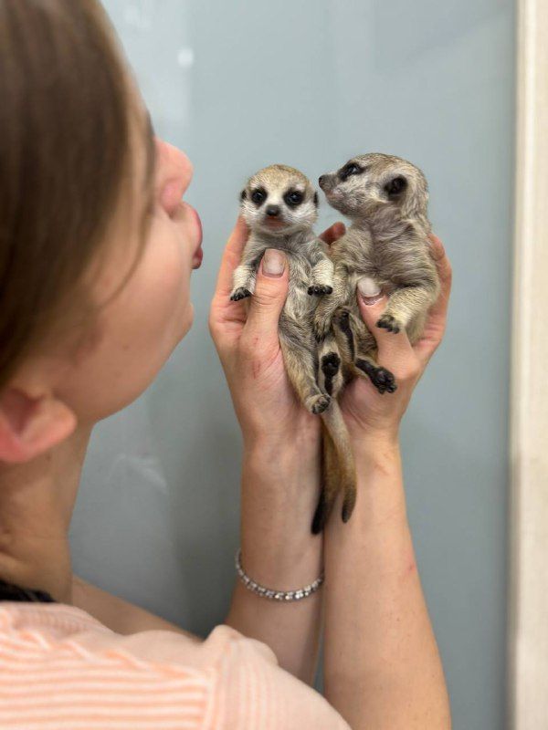 Сурикатик, дітки сурикати, сурикат