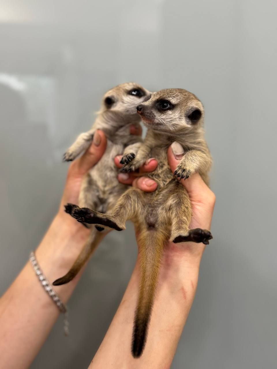 Сурикатик, дітки сурикати, сурикат