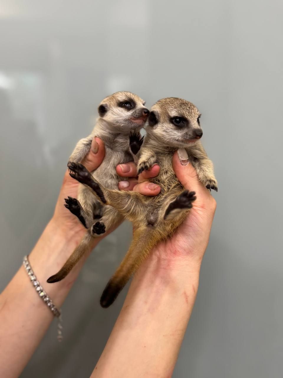 Сурикатик, дітки сурикати, сурикат