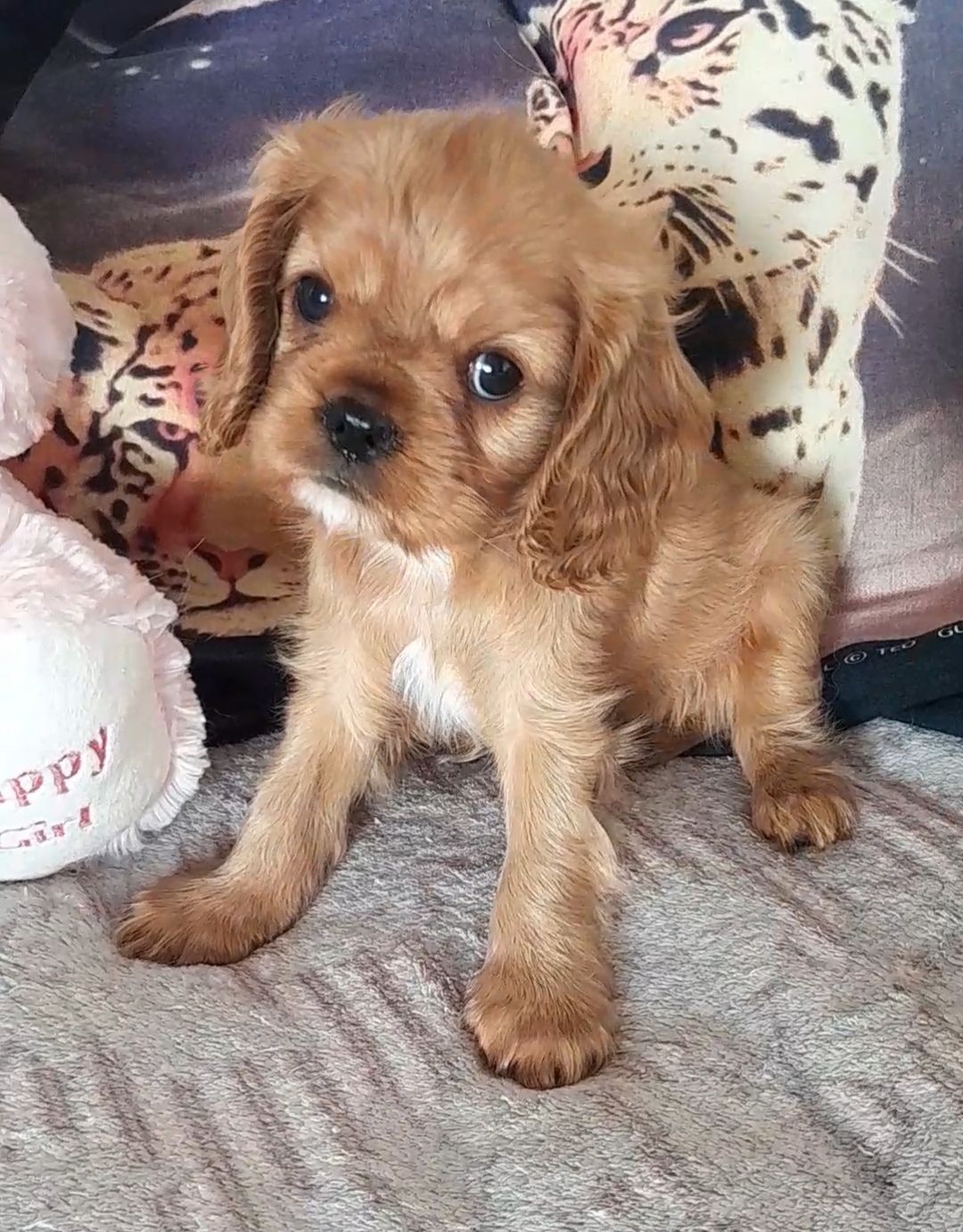 Кавалер кинг чарльз спаниель