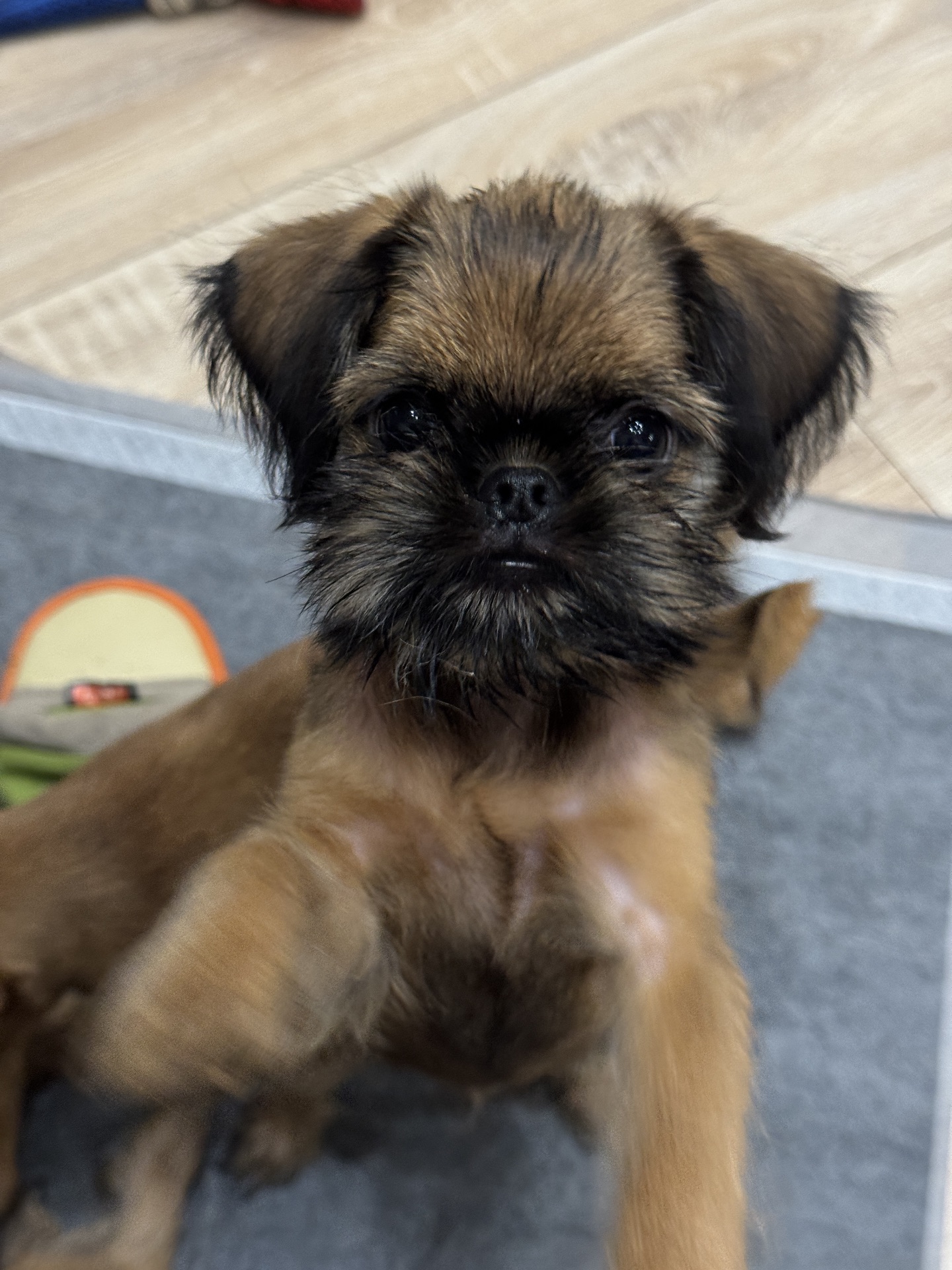 Брюссельський гриффон дівчинка