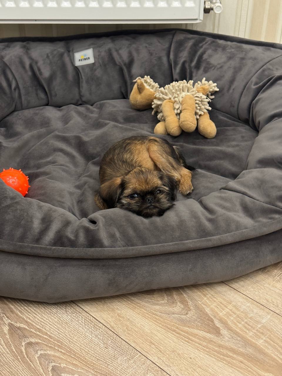 Брюссельський гриффон дівчинка