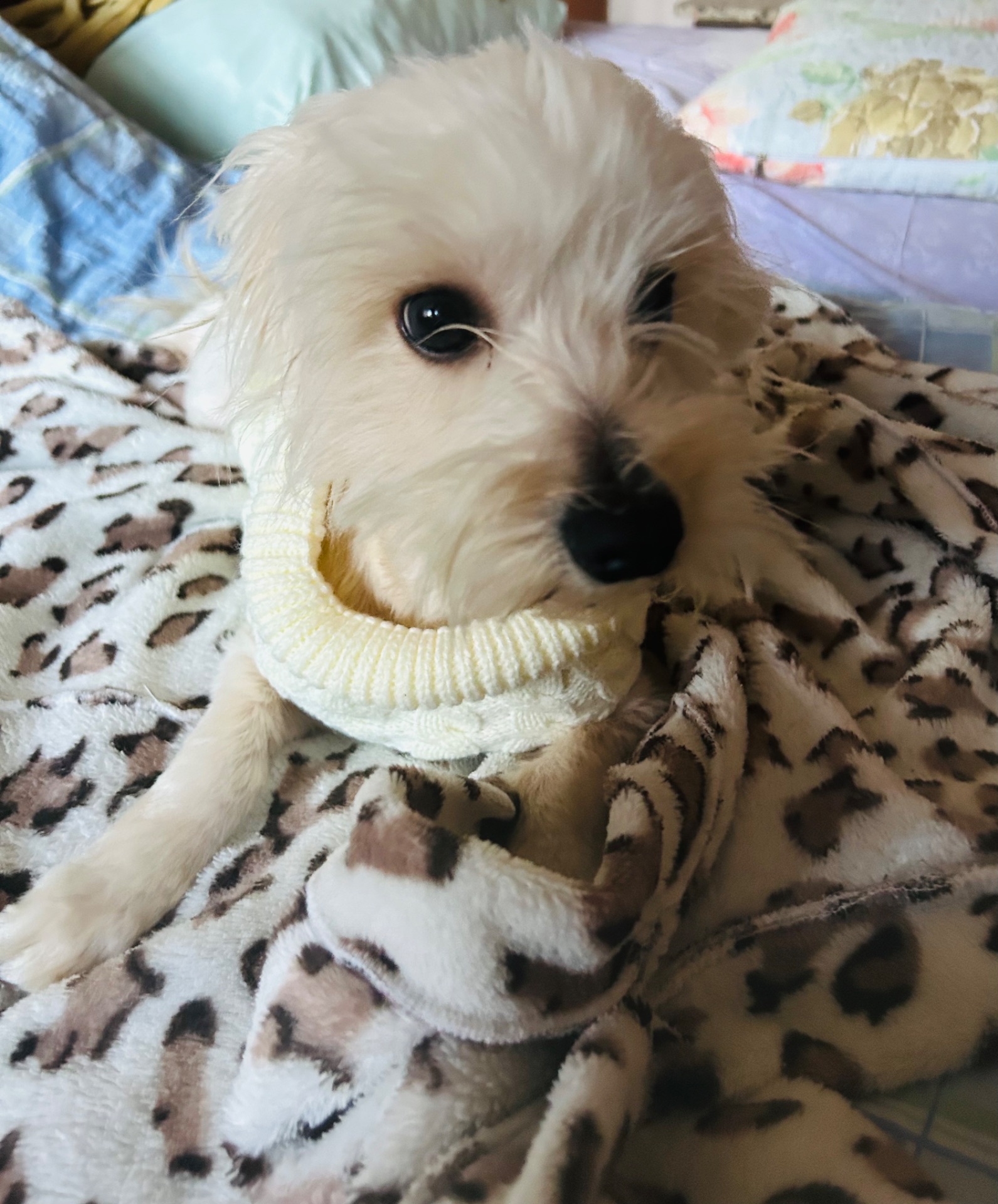 Мультіпу Ф1