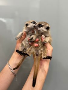 Сурикатик, дітки сурикати, сурикат