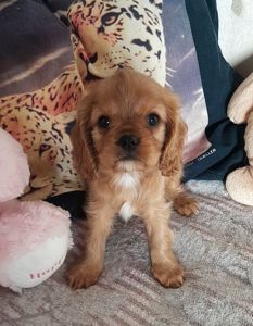 Кавалер кинг чарльз спаниель