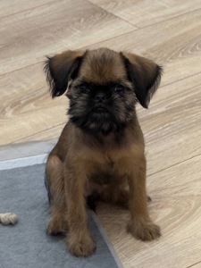 Брюссельський гриффон дівчинка