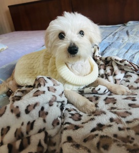 Мультіпу Ф1