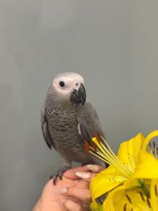 Розмовляючий жако, пташенята жако