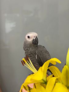 Розмовляючий жако, пташенята жако