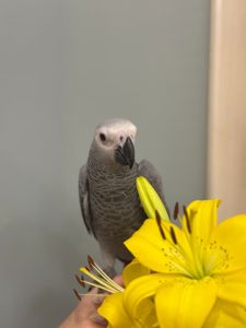 Розмовляючий жако, пташенята жако