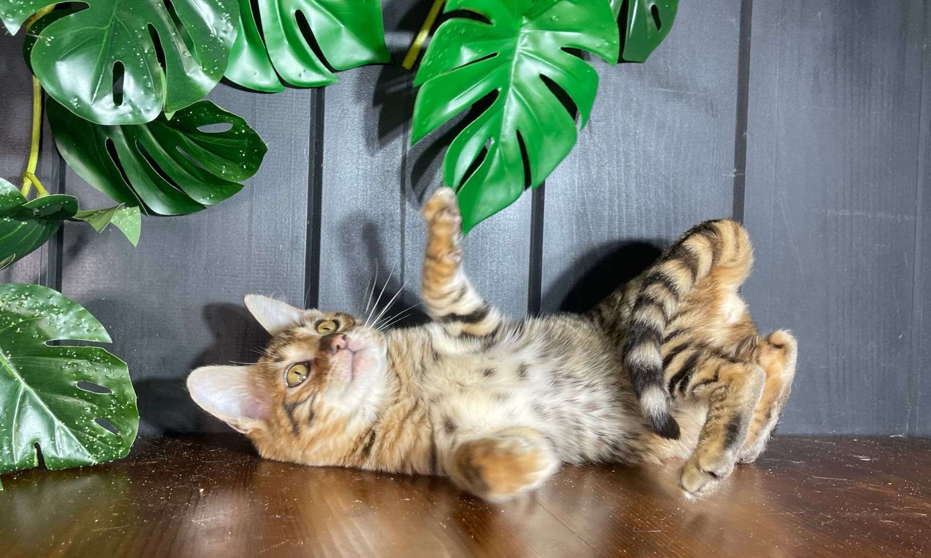 Котик породи Тойгер, Нептун, 4 місяці