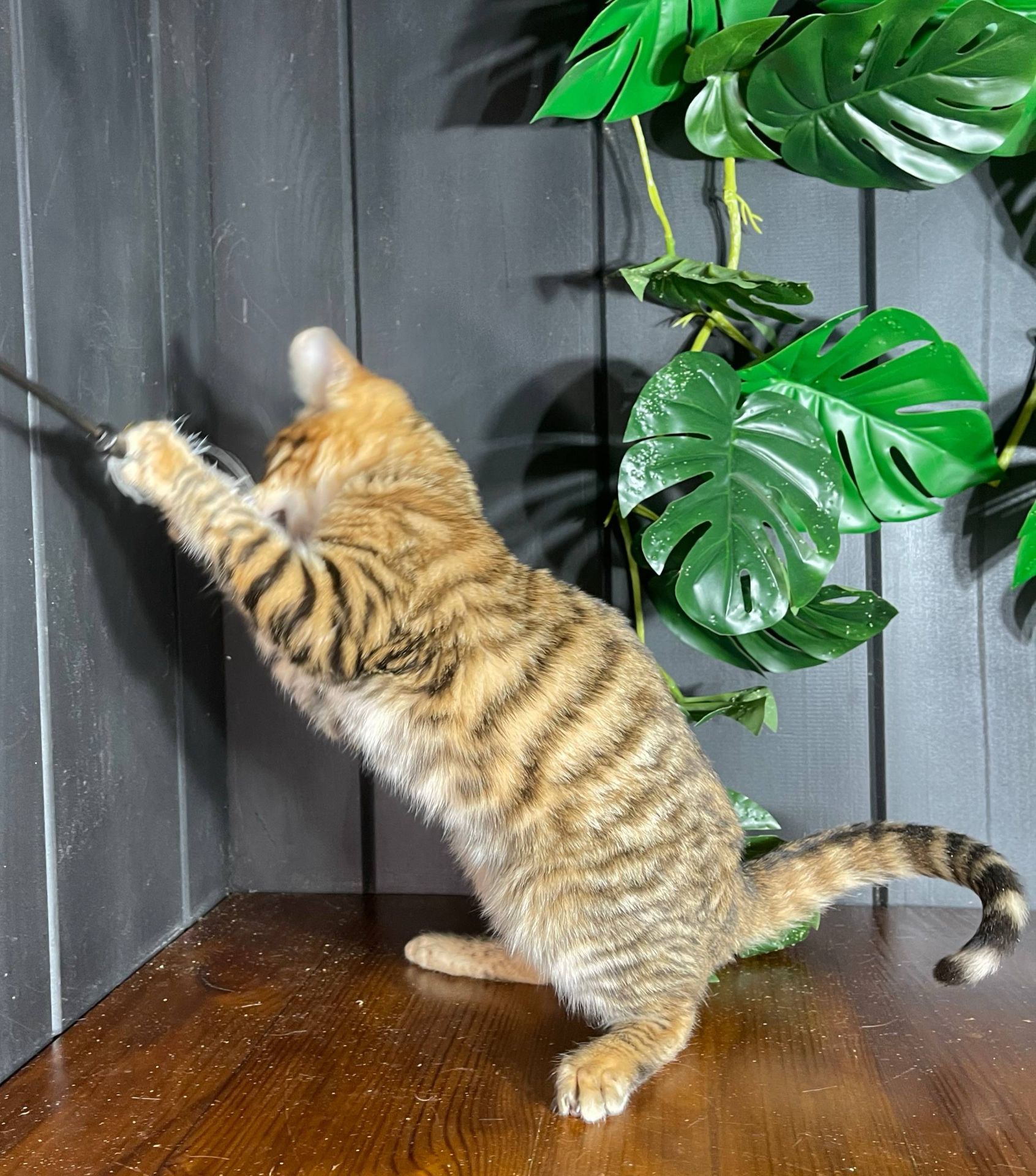 Котик породи Тойгер, Нептун, 4 місяці