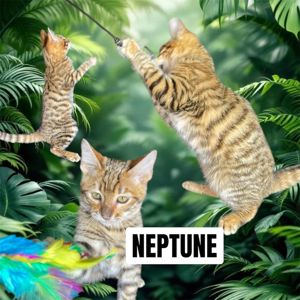 Котик породи Тойгер, Нептун, 4 місяці